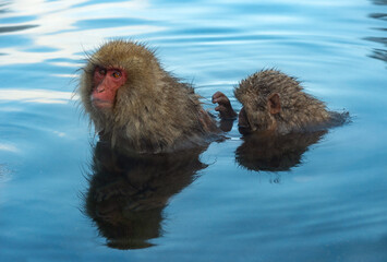 Poster - Japanese macaques in the water of natural hot springs. The Japanese macaque ( Scientific name: Macaca fuscata), also known as the snow monkey. Natural habitat, winter season.