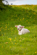 A lamb laying in a field of buttercups on a sunny spring day