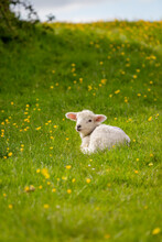 A Lamb Laying In A Field Of Buttercups On A Sunny Spring Day