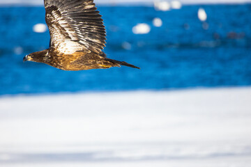 Poster - A close-up shot of a white-tailed sea eagle flying over pack ice