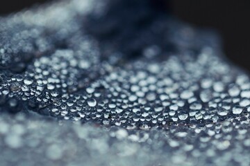Wall Mural - drops on a leaf