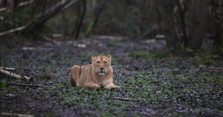 Wall Mural - a lion is resting in the forest