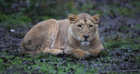 Wall Mural - a lion is resting in the forest