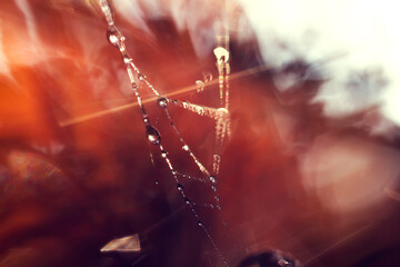 Wall Mural - spider web and water drops on red background