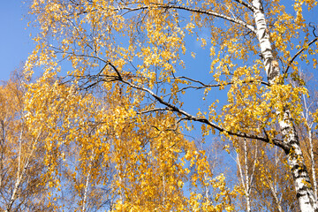 Canvas Print - Autumn park nature landscape birch with yellow leaves against the blue sky. Fall season forest scene.