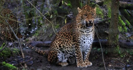 Wall Mural - portrait of an angry leopard in the forest in slow motion
