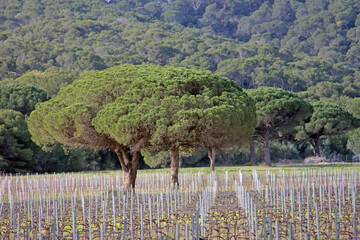 Wall Mural - vignoble l hiver