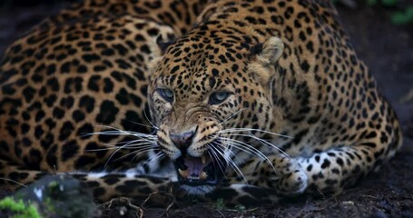 Wall Mural - portrait of an angry leopard in the forest in slow motion