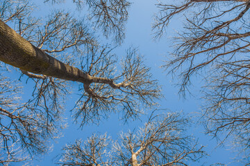 Wall Mural - Tree crowns in nature against the sky