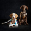 two german pointers puppies posing with elegants feather collars