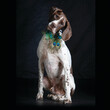 Blind german pointer with elegant feather collar
