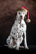 dalmatian posing with a santa claus hat