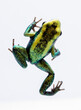 young terribilis dart frog