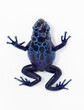 dendrobates azureus blue dart frog 