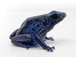 Azureus auratus blue dart frog