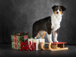 Autralian Sheperd dog with Christmas decoration
