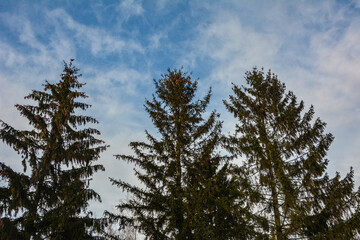 Canvas Print - Green branches ate against the sky