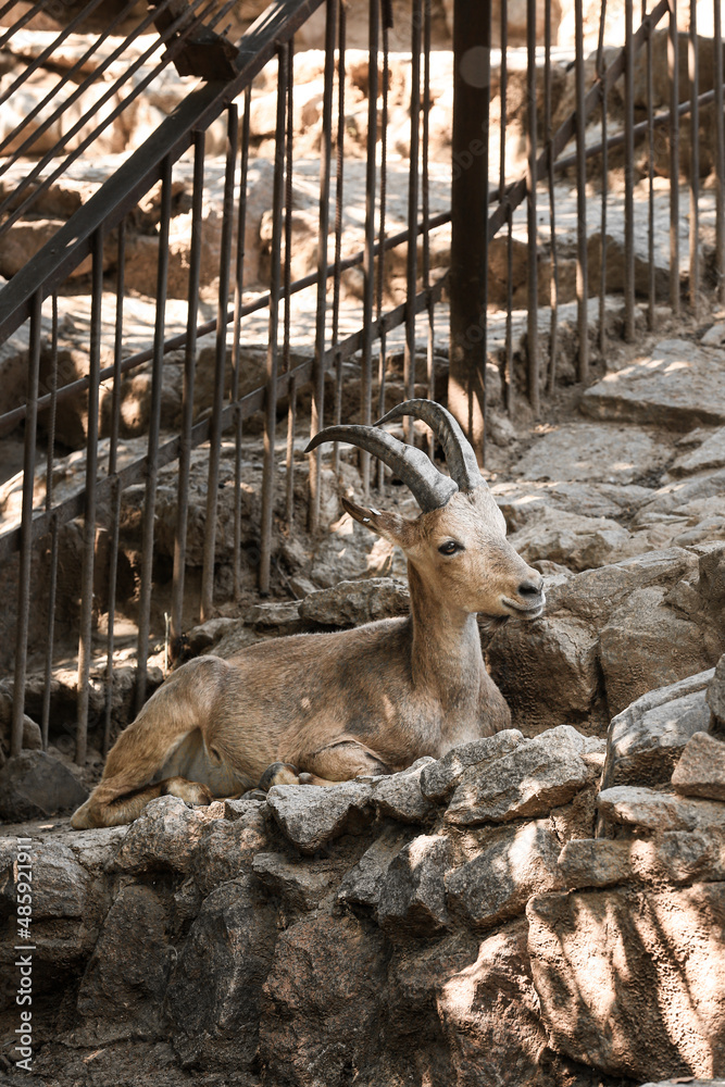 Wild goat in zoological garden