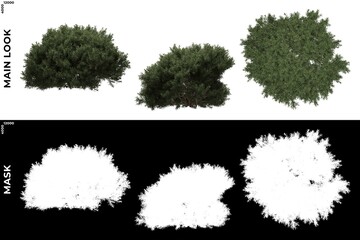 Wall Mural - 3d rendering of front, left and top views of tree (juniperus communis) with alpha mask to cutout and
