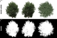 3D Rendering Of  Front, Left And Top Views Of Tree (Platycladus Orientalis) With Alpha Mask To Cutout And PNG Editing. Forest And Nature Compositing.