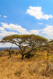 Fototapeta Sawanna - African acacia tree in Serengeti national park in Tanzania