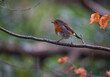 Little robin bird walking across a tree twig
