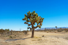 Large Joshua Tree On A Mojave Desert Trail