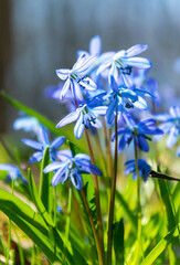 Canvas Print - Blooming Siberian Scilla and sunny forest glade in early spring	
