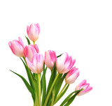 Fototapeta Tulipany - Colorful tulip flowers  isolated on white 