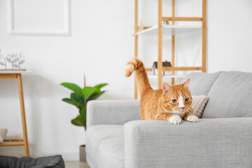 Wall Mural - Cute red cat on grey sofa in living room