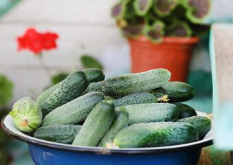 Canvas Print - bowl of cucumbers