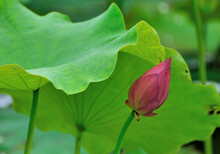 Red Lotus Flower In Summer Pond
