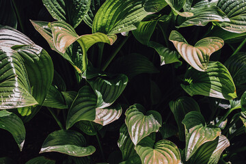 Wall Mural - Aphrodite hosta