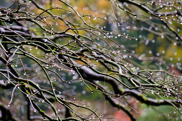 Wall Mural - Leafless Maple Droplets