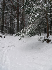 Wall Mural - road in winter snowy pine forest, selective focus