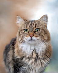  Portrait of a  Beautiful calico cat