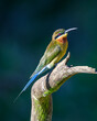 Colorful blue-tailed bee-eater perched on a broken twig side view close-up portraiture shot. beautiful bird isolated against a dark soft background. Bird facing the warm evening light.