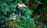 Fototapeta  - Malabar pied hornbill bird perched on a wild berry fruit tree.