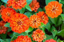 Beautiful Closeup Orange Zinnia Flower Background, Spring Garden Season, Blooming Flower