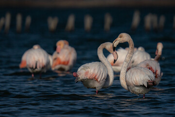 Wall Mural - A flamboyance of flamingos swimming on the sea