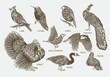 Bird species drawing set vector. Hand drawn engraving of lark, colibri, turkey, and robin. Animal wildlife with peacock, dove sparrow, eagle, pigeon, and goose.