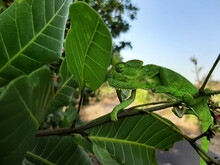 Indian Green Chameleon Hiding In Green Leaves