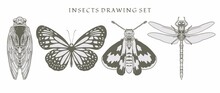 Set Element Of Insects, Beetle, Dragonfly, And Butterflies Of Many Species In Hand Drawn Old Style And Vintage Vector Illustration. Isolated  Image Hand Draw Contour On A White Background.