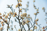 Fototapeta Kwiaty - The first flower that heralds spring has bloomed
