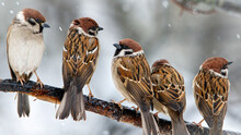 A Group Of Sparrows On A Branch Are Discussing Pressing Issues