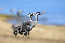 The Common Crane (Grus Grus), Also Known As The Eurasian Crane, A Pair Of Mature Cranes In The Yellow Grass In The Morning Light. A Pair Of Large Cranes With A Blue Lake In The Background.