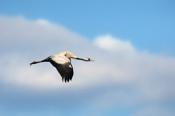 Wall Mural - The common crane (Grus grus), also known as the Eurasian crane flying early in the morning on the blue sky