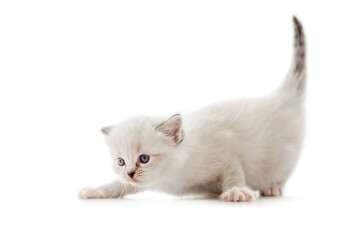 Wall Mural - Ragdoll cat kitten isolated on white background