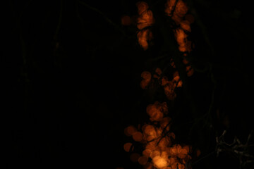Wall Mural - abstract blurred light element that can be used for cover decoration or background