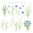 Set of watercolor illustrations - flax flowers and ears of oats with isolated background.